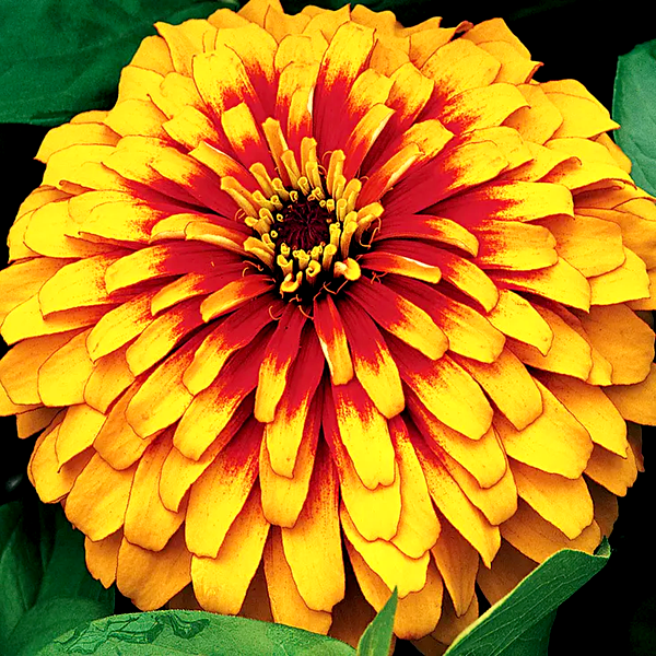 Swizzle™ Scarlet and Yellow Zinnia Seeds