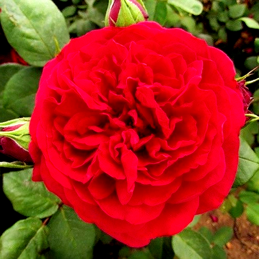 Tess of The d'Urbervilles Climbing