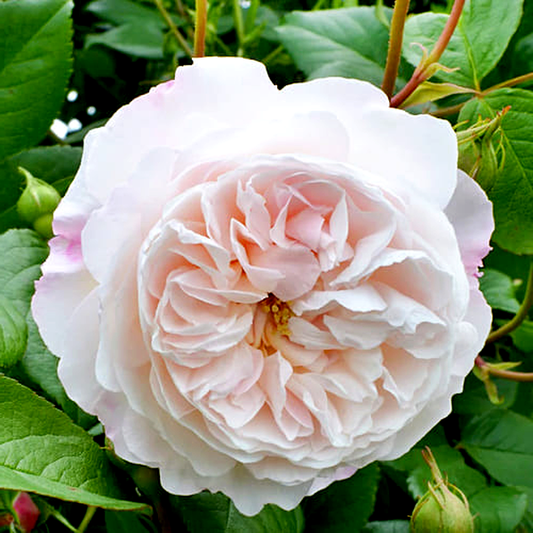 The Albrighton Rambler