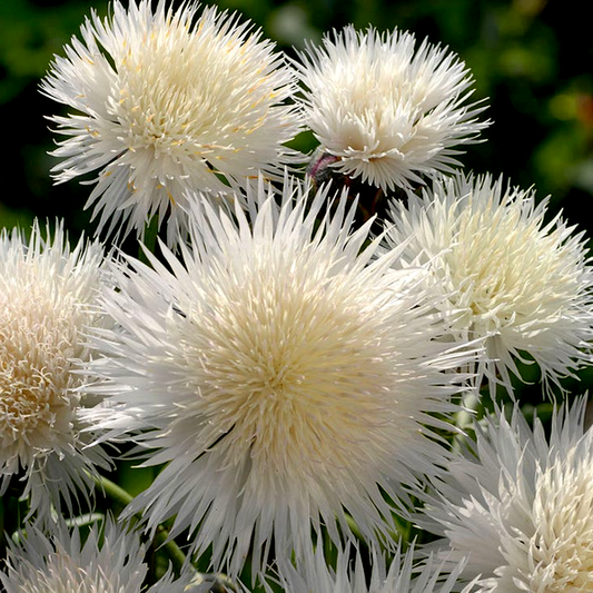 The Bride Cornflower Seeds