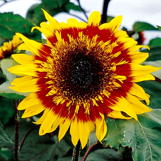 The Joker Hybrid F1 Sunflower Seeds