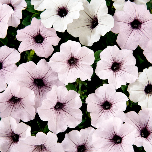 Tidal Wave® Silver Petunia Seeds