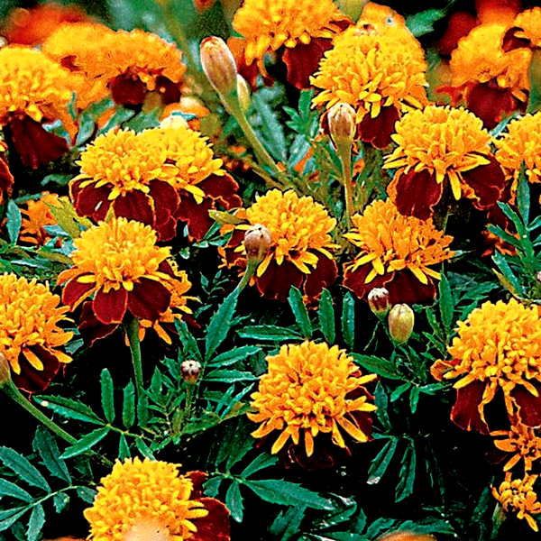 Tiger Eyes Marigold Seeds