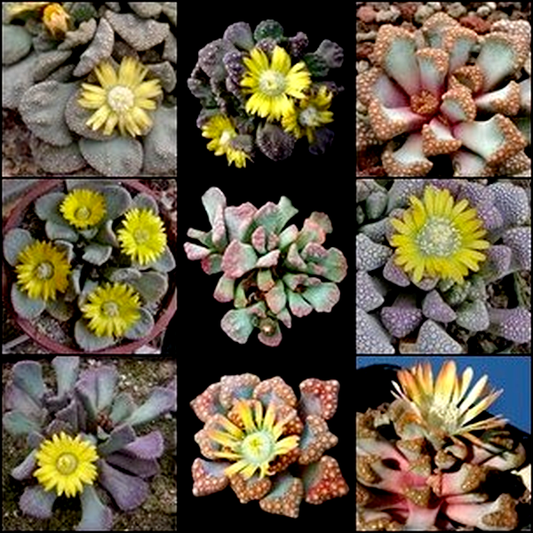 Titanopsis Mixed Species
