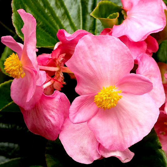 Tophat™ Pink Green Leaf Begonia Seeds