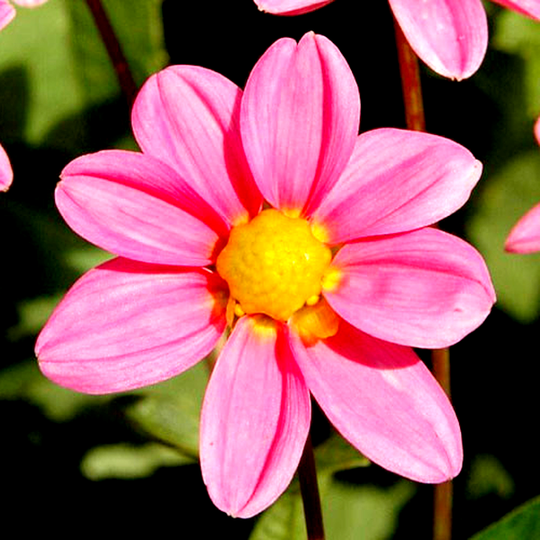 Topmix Bonne Esperance