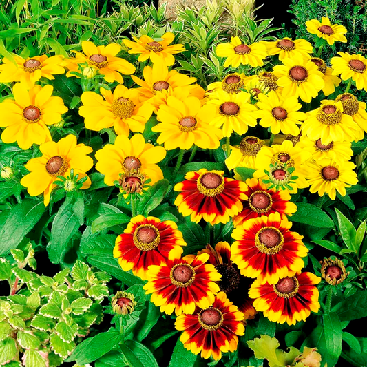 Toto® Mix Rudbeckia Seeds