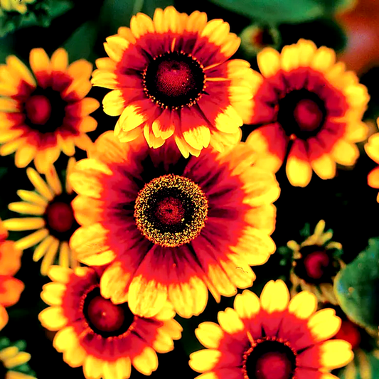 Toto® Rustic Rudbeckia Seeds