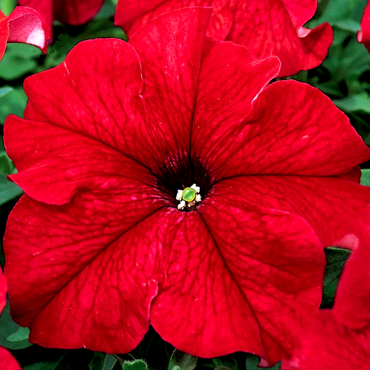 TriTunia™ Red Hybrid Petunia Seeds
