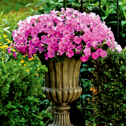 TriTunia™ Red Star Hybrid Petunia Seeds