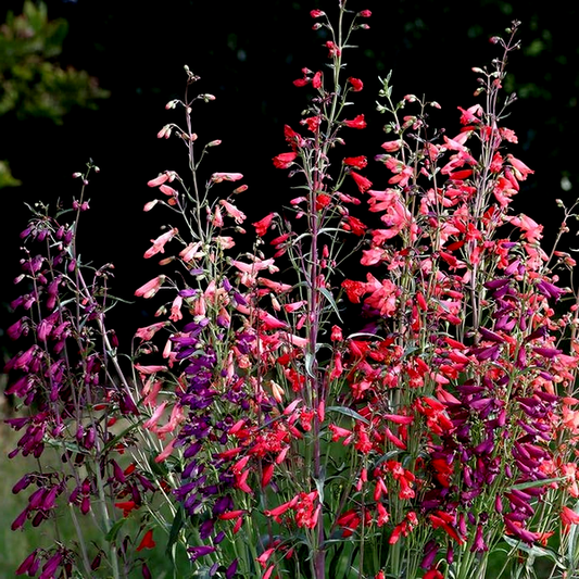 Twizzle Mix Penstemon Seeds