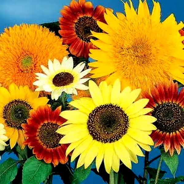 Van Gogh Sunflower Seeds Mix