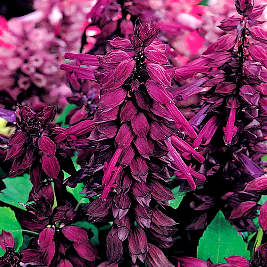 Vista™ Purple Salvia Seeds