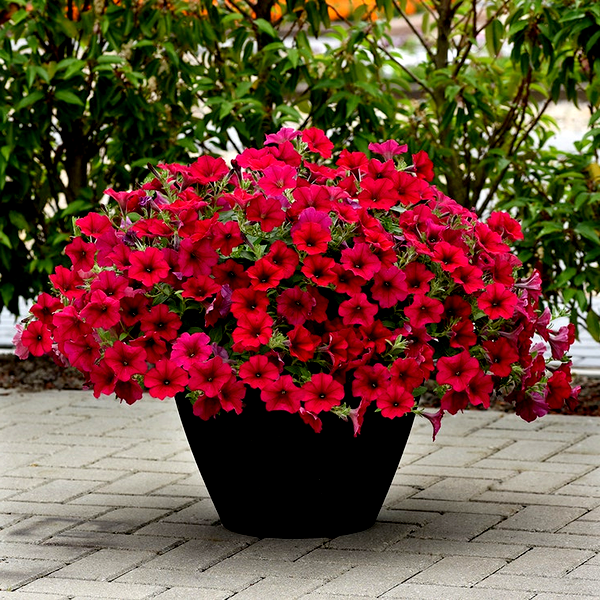 Wave® Carmine Velour Petunia Seeds