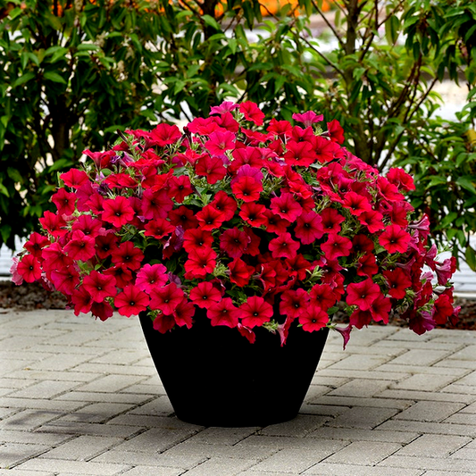 Wave® Carmine Velour Petunia Seeds