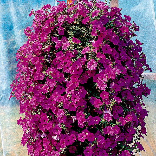Wave® Lavender Hybrid Petunia Seeds