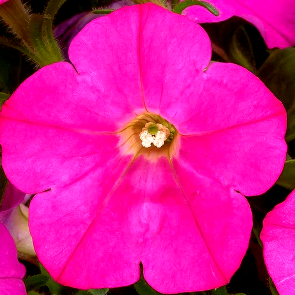 Wave® Misty Lilac Hybrid Petunia Seeds