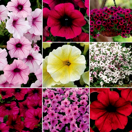 Wave® Petunia Seed Collection