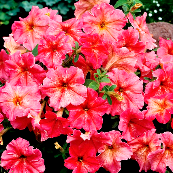 Wave® Rose Hybrid Petunia Seeds