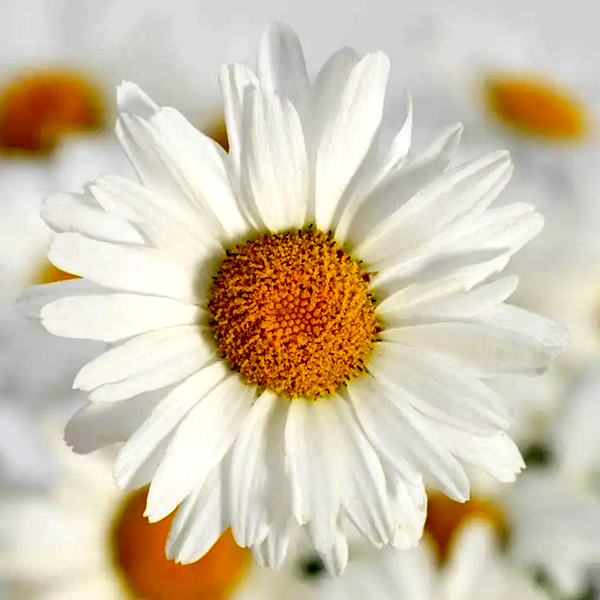 White Lion Shasta Daisy Seeds