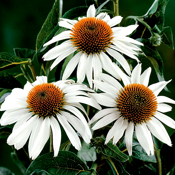 White Swan Coneflower Seeds
