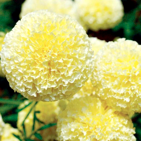 White Swan' Marigold Seeds