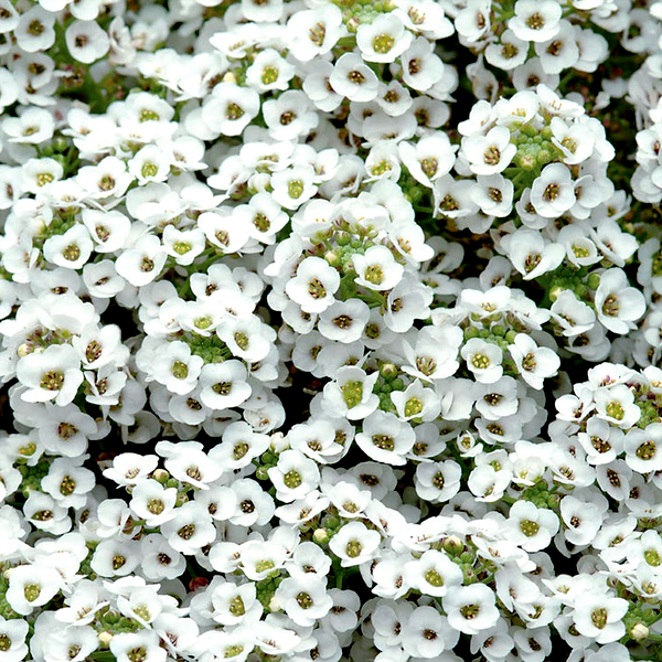 White Sweet Alyssum Seeds