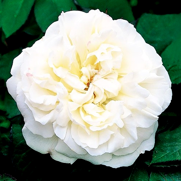 Winchester Cathedral