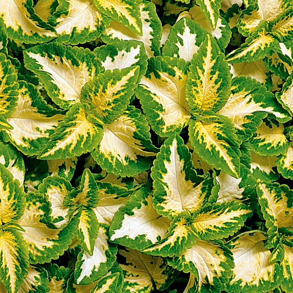 Wizard® Jade Coleus Seeds