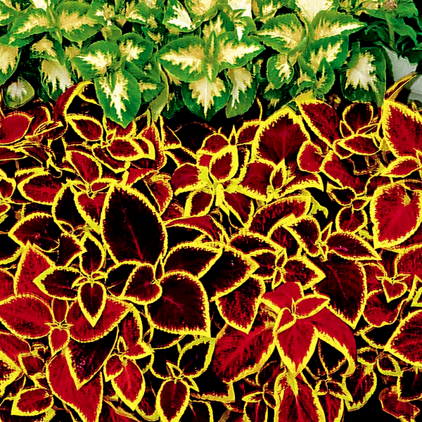 Wizard® Scarlet Coleus Seeds