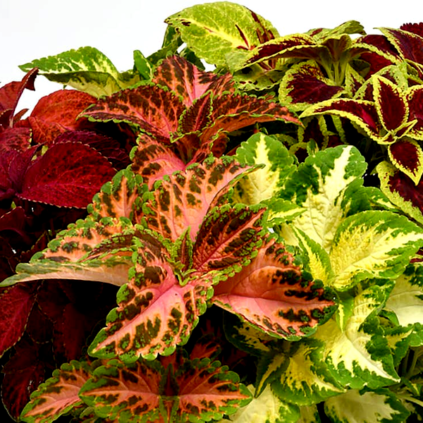 Wizard® Select Mix Improved Coleus Seeds