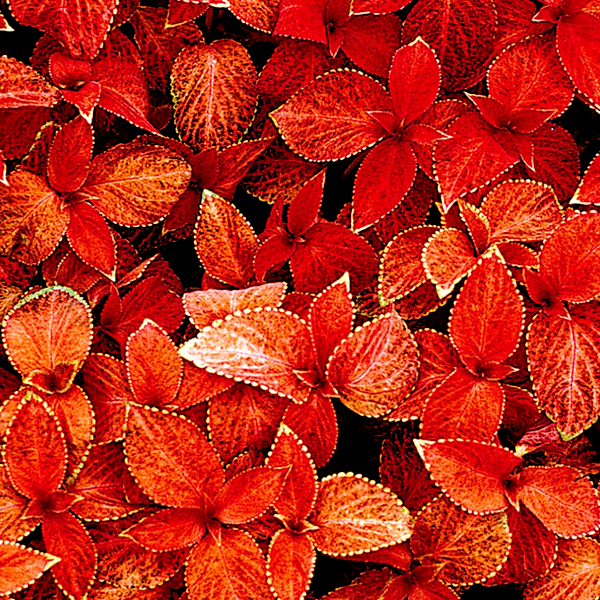 Wizard® Sunset Coleus Seeds