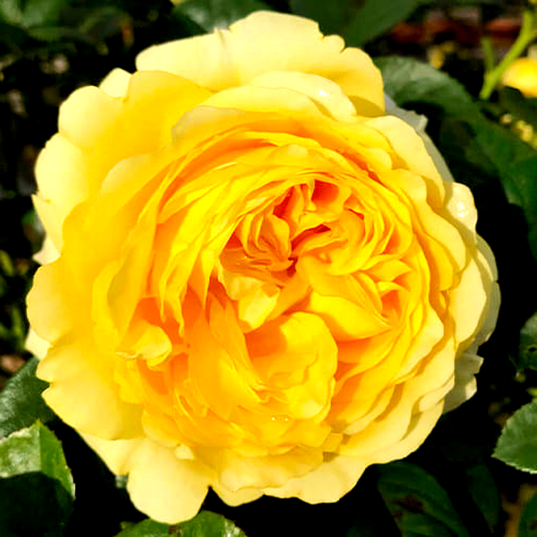 Yellow Flower Village