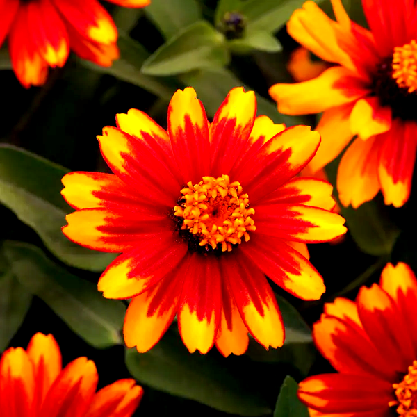 Zahara® Sunburst Zinnia Seeds