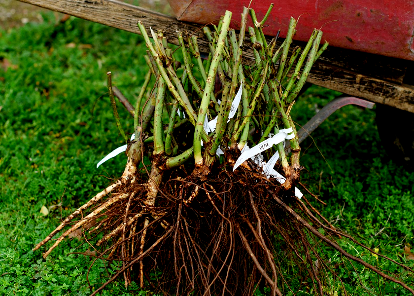 Uetersener Klosterrose