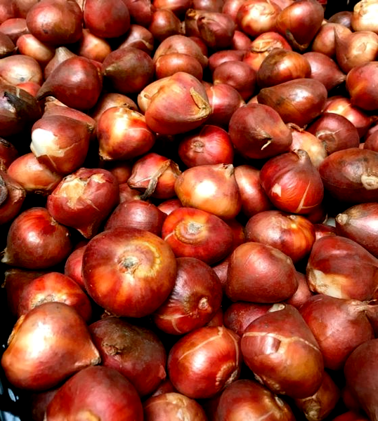 Zantucot
